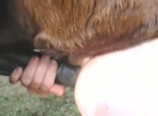 Video :Horse dick wrecking the butthole of gay